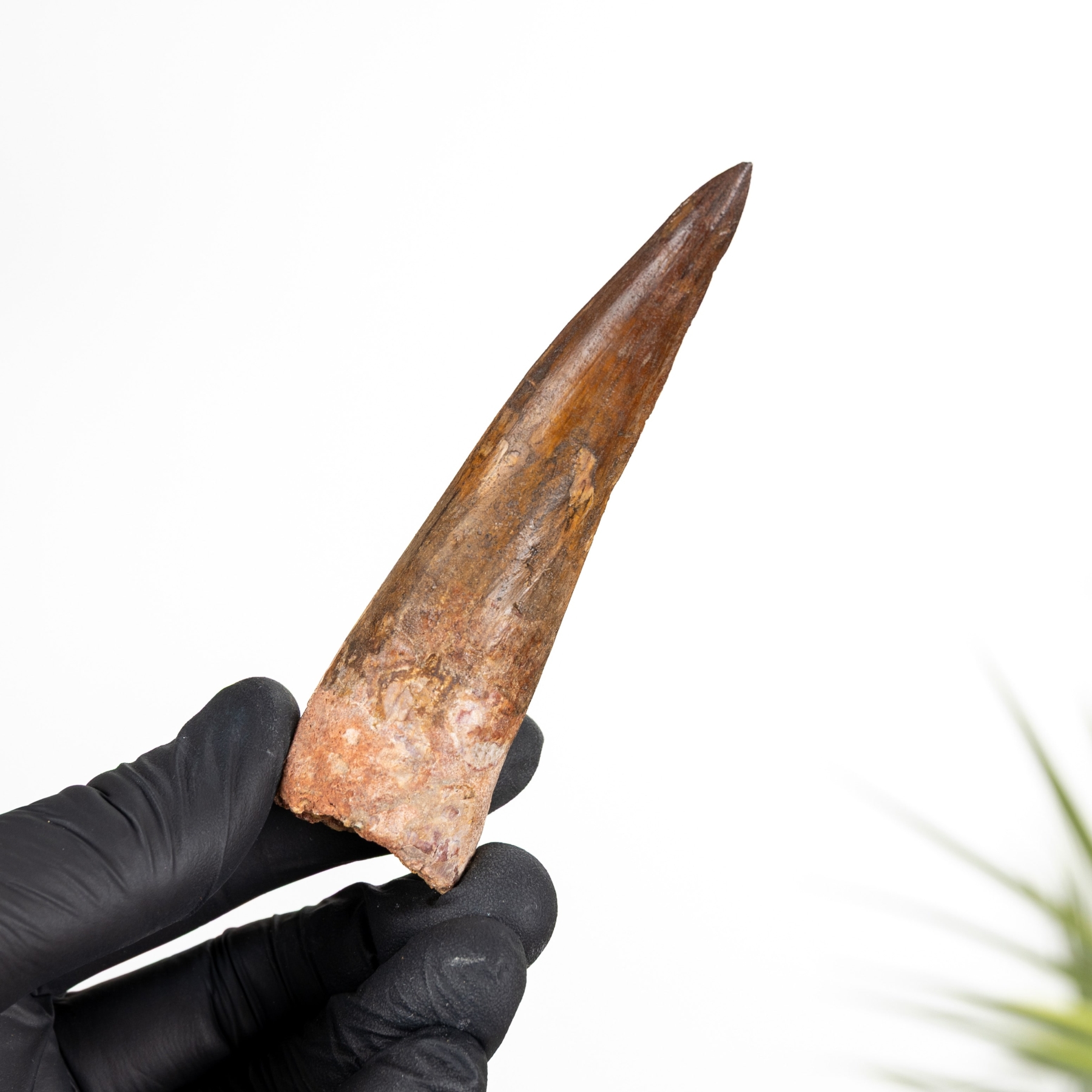 Minibeast Collector Grade Spinosaurus Dinosaur Tooth Fossil (Spinosaurus aegyptiacus)