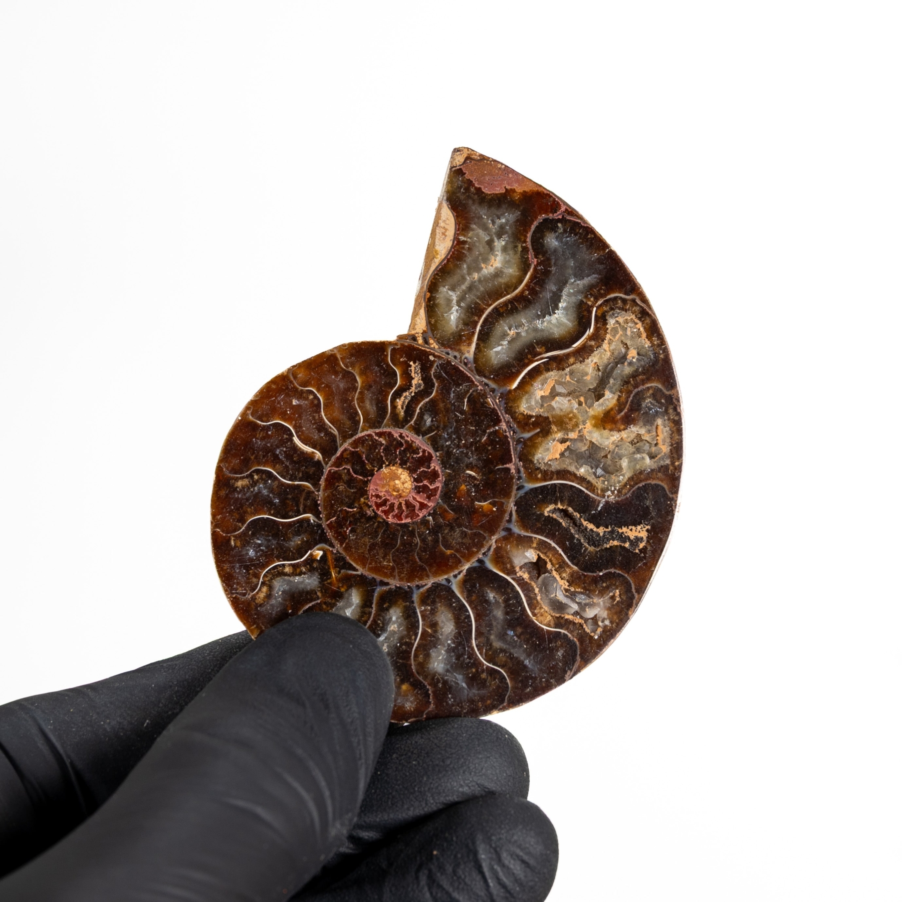 Minibeast Cut & Polished Ammonite Fossil (Cleoniceras sp)
