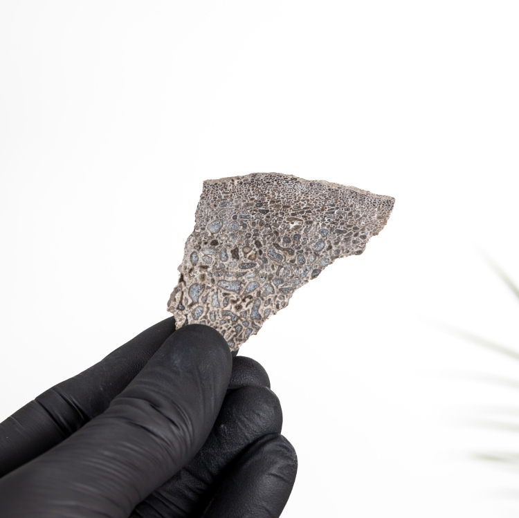 Atlas Lizard Dinosaur Bone Fossil Slice (Atlasaurus sp)