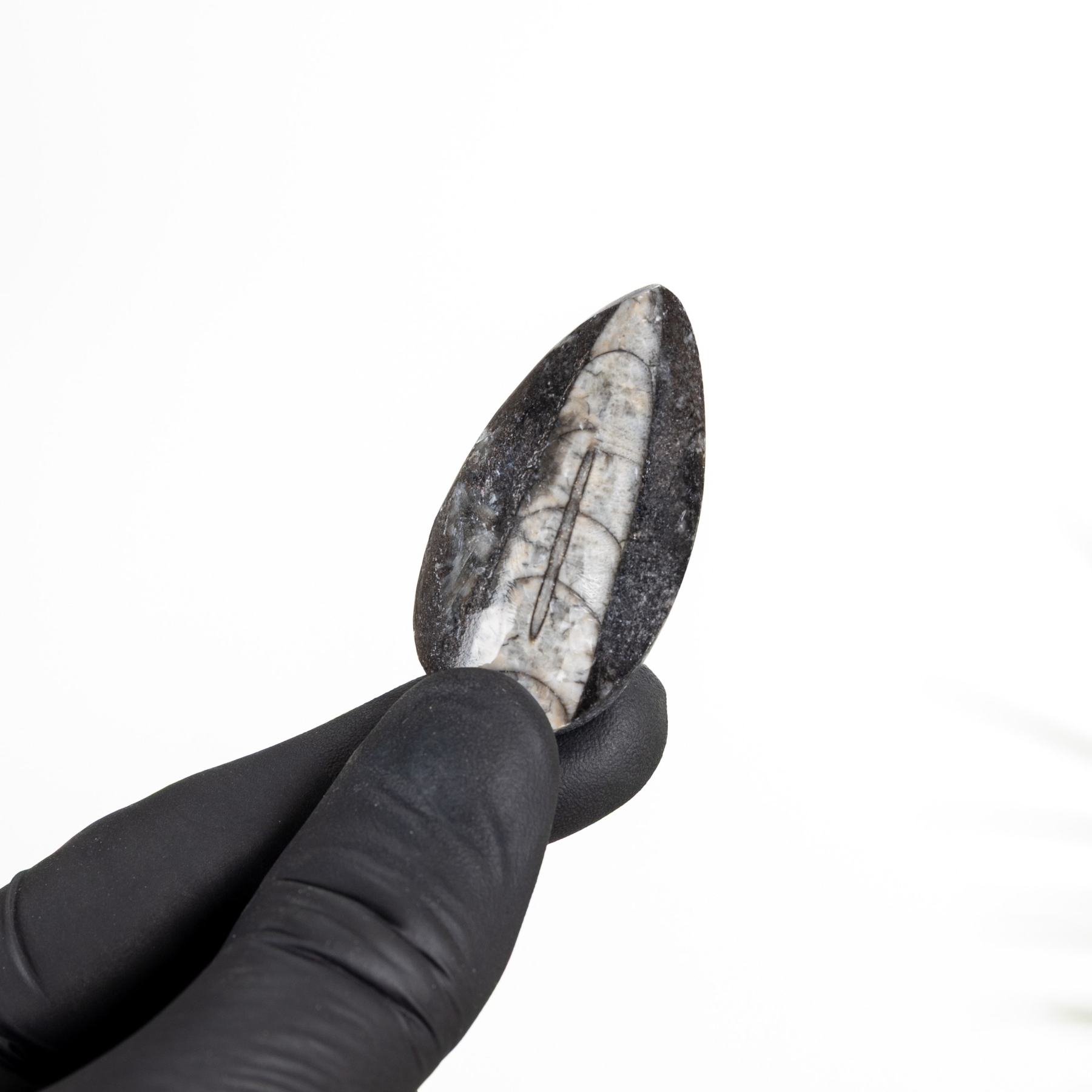 Minibeast 2 Inch Ορθοκεράς Δάκρυ Φωσφόρος (Orthoceras sp)