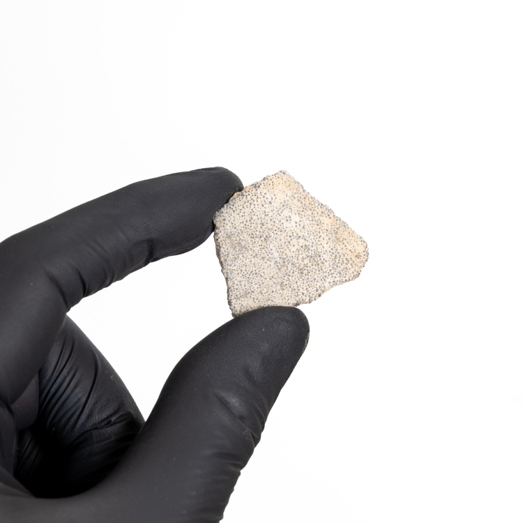 Dinosaur Eggshell Fossil (Saltasaurus sp)