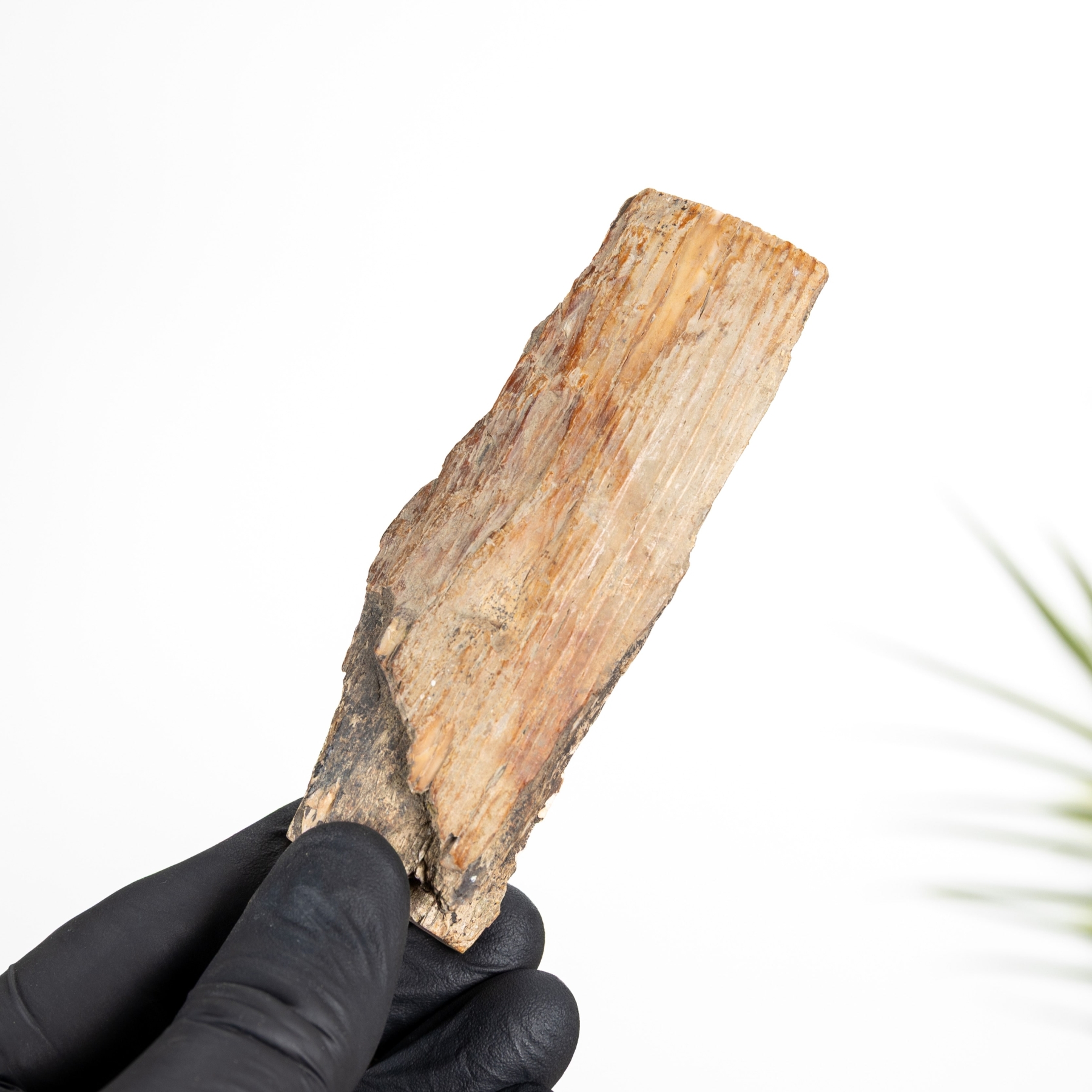 Minibeast Απολιθωμένο Κέρατο Σιβηρικού Μάμμουθ (Mammuthus primigenius)
