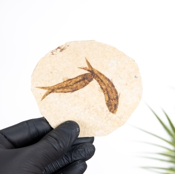 Double Freshwater Herring Fossil (Knightia sp)