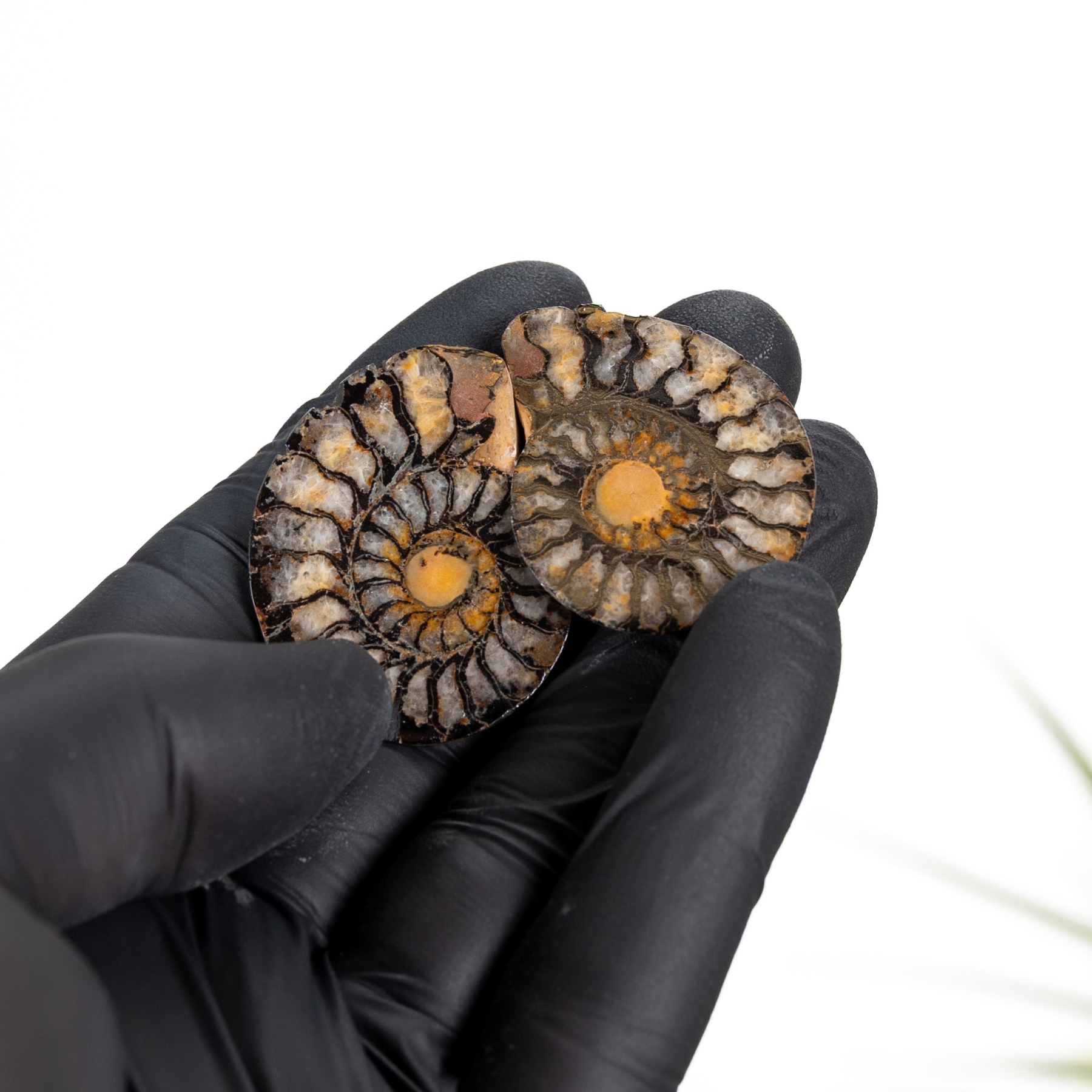 Minibeast Rare Hematite Ammonite Pair (Cleoniceras sp)