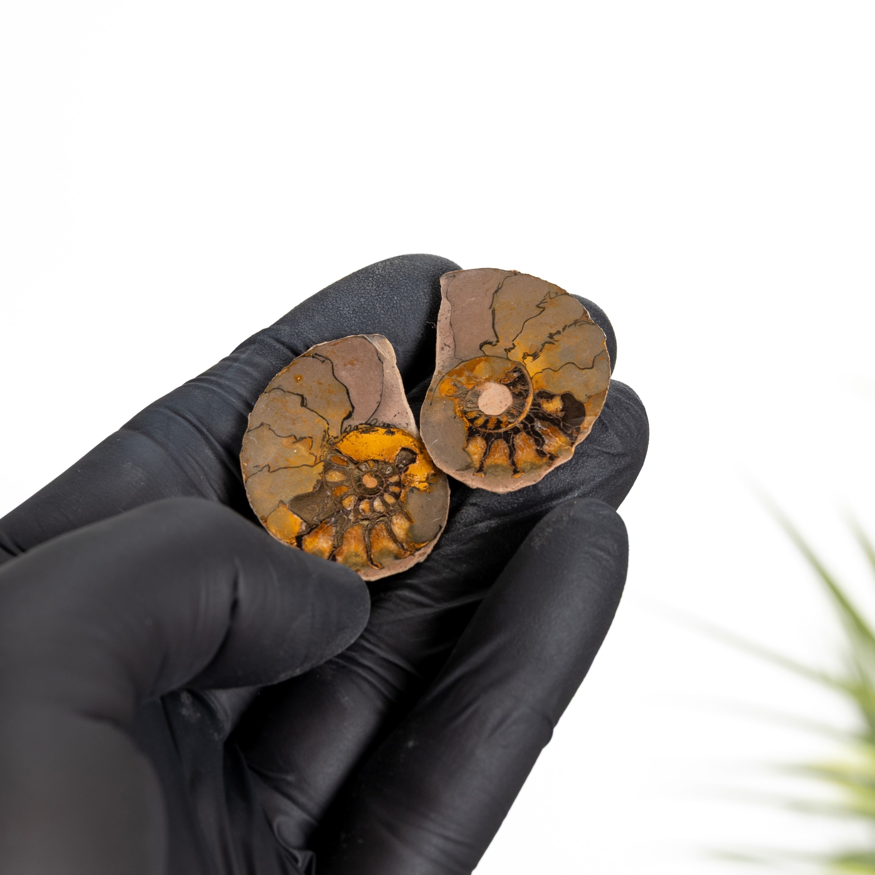 Minibeast Rare Hematite Ammonite Pair (Cleoniceras sp)