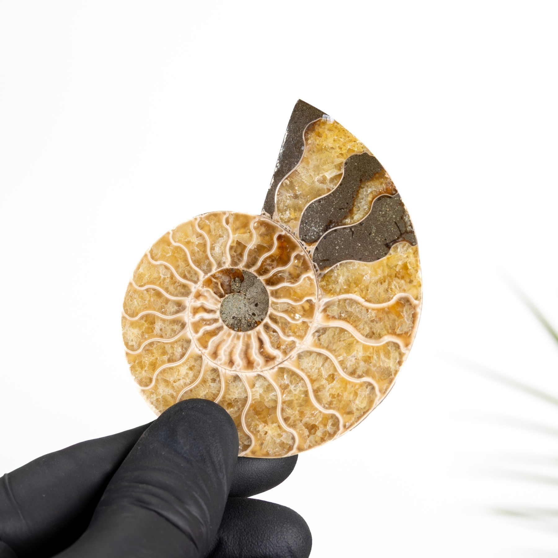 Minibeast Yellow Cut & Polished Ammonite Fossil (Cleoniceras sp)