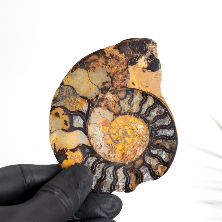 Rare Hematite Ammonite (Cleoniceras sp)