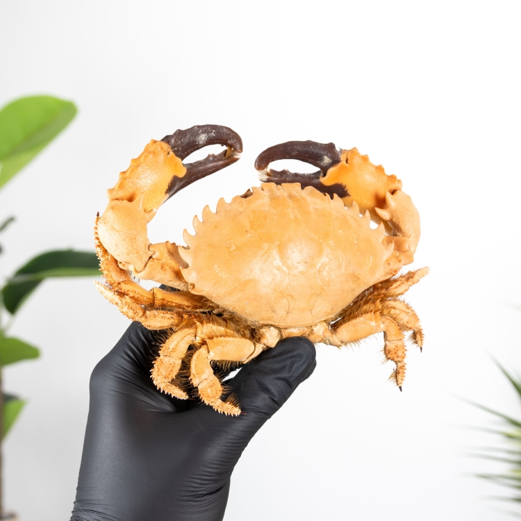 Präparierte Mantis-Krabbe (Menippe rumphii)