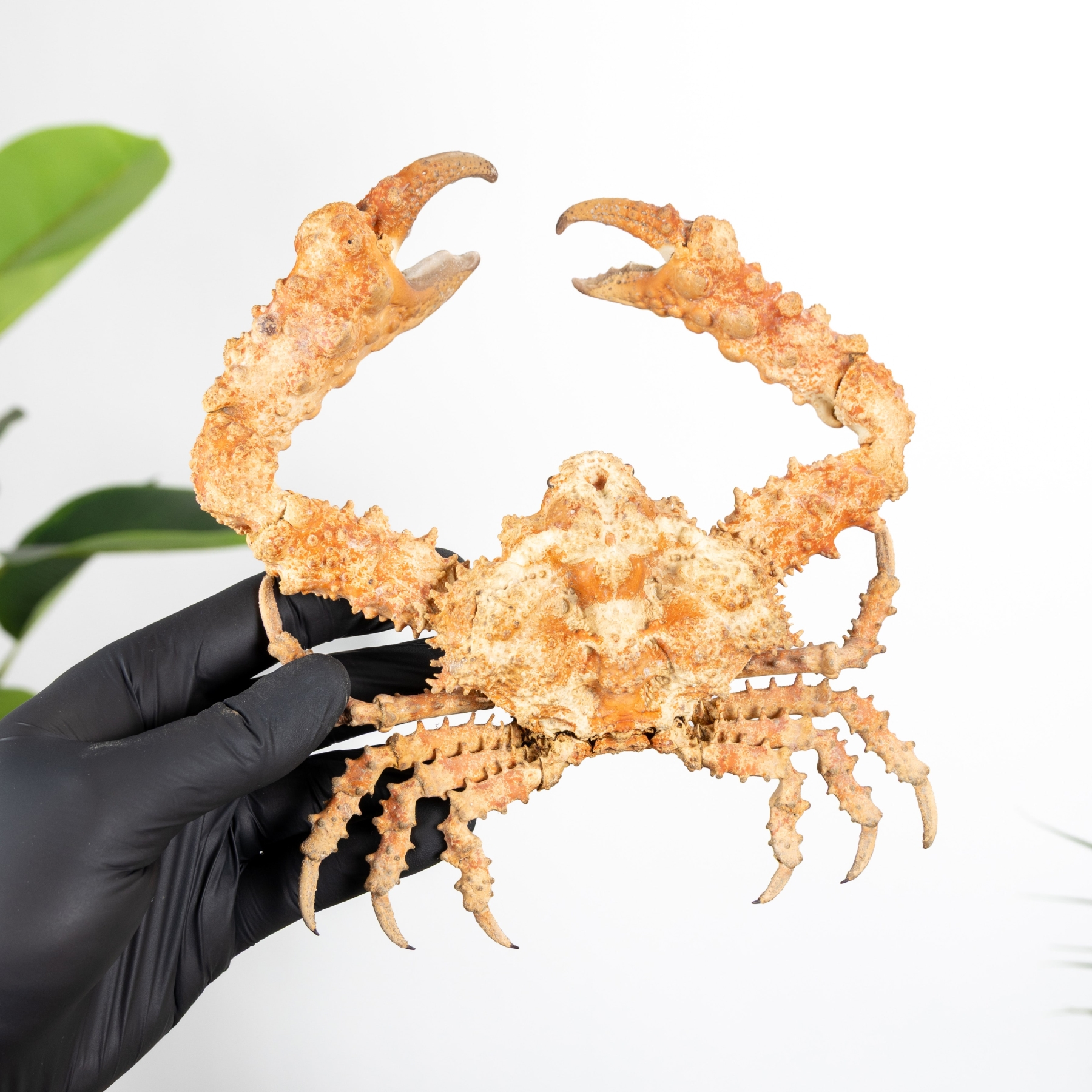 Minibeast Φυσική Τεχνική Κάβουρας (Daldorfia horrida)