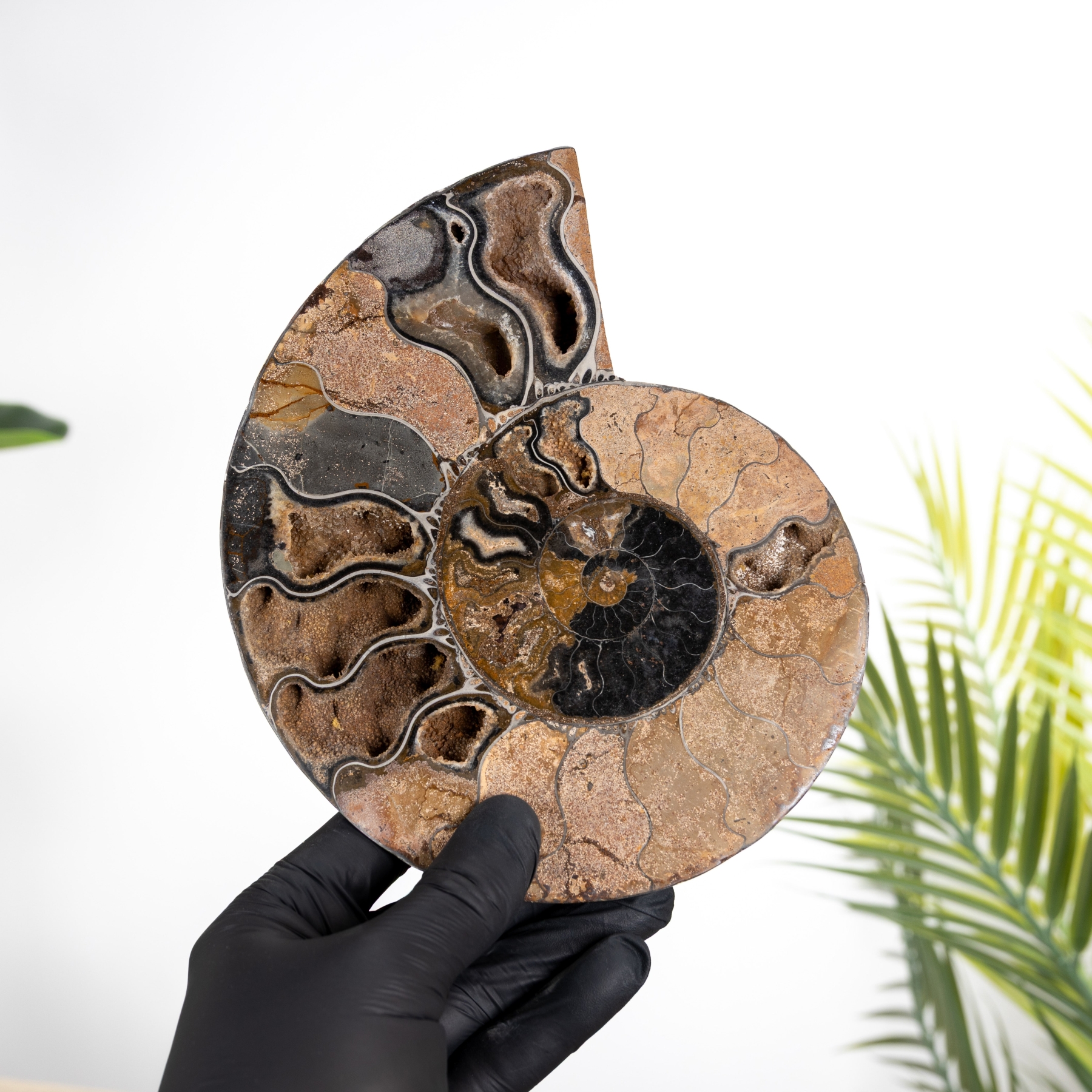 Minibeast Rare 7.5 Inch Black Ammonite Cut & Polished Fossil (Cleoniceras sp)