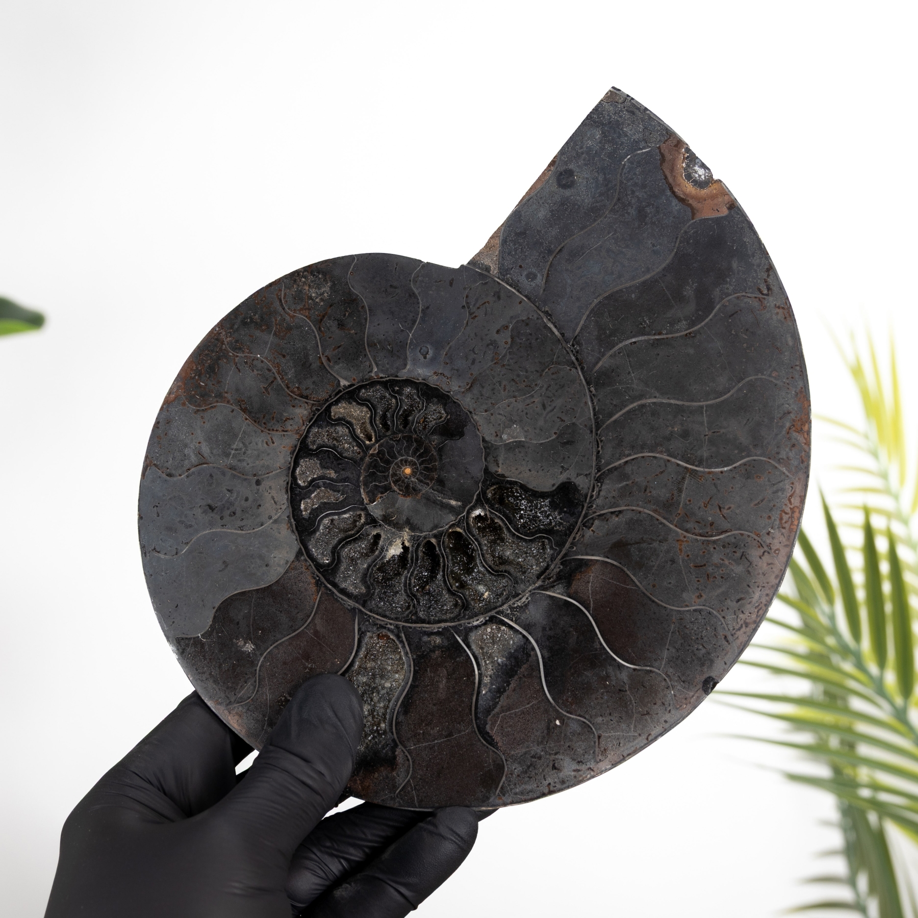 Minibeast Rare 8 Inch Black Ammonite Cut & Polished Fossil (Cleoniceras sp)