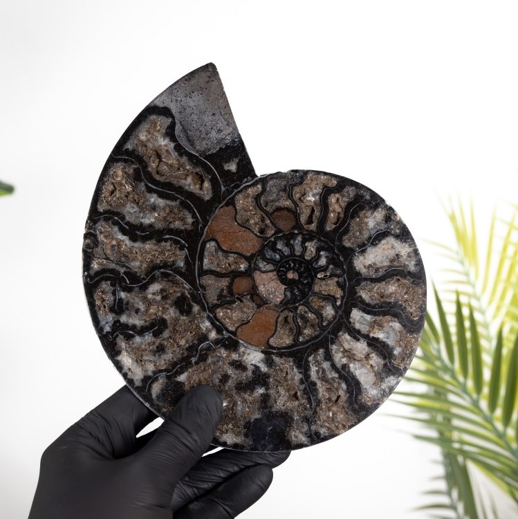Rare 7.5 Inch Black Ammonite Cut &amp; Polished Fossil (Cleoniceras sp)