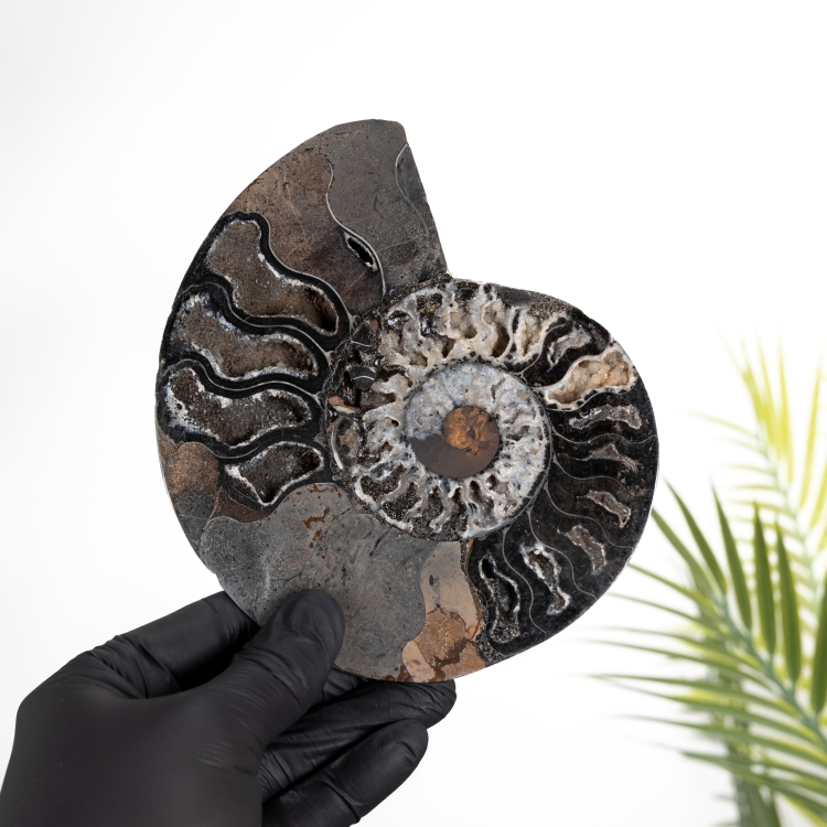 Rare 6.3 Inch Black Ammonite Cut &amp; Polished Fossil (Cleoniceras sp)
