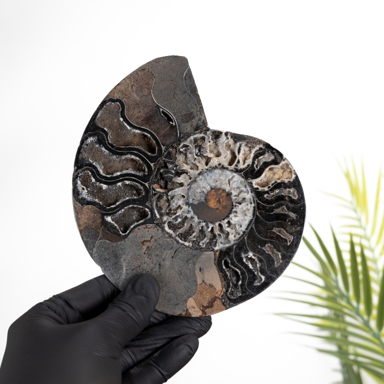 Rare 6.3 Inch Black Ammonite Cut &amp; Polished Fossil (Cleoniceras sp)