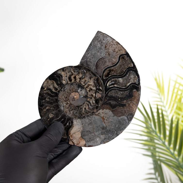 6.4 Inch Black Ammonite Cut &amp; Polished Fossil (Cleoniceras sp)