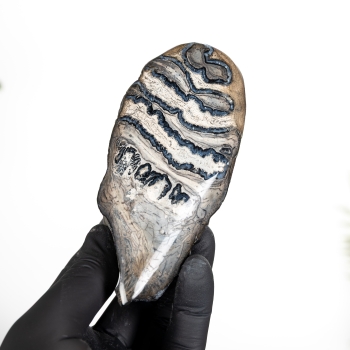 Polished Woolly Mammoth Tooth Fossil (Mammuthus sp)