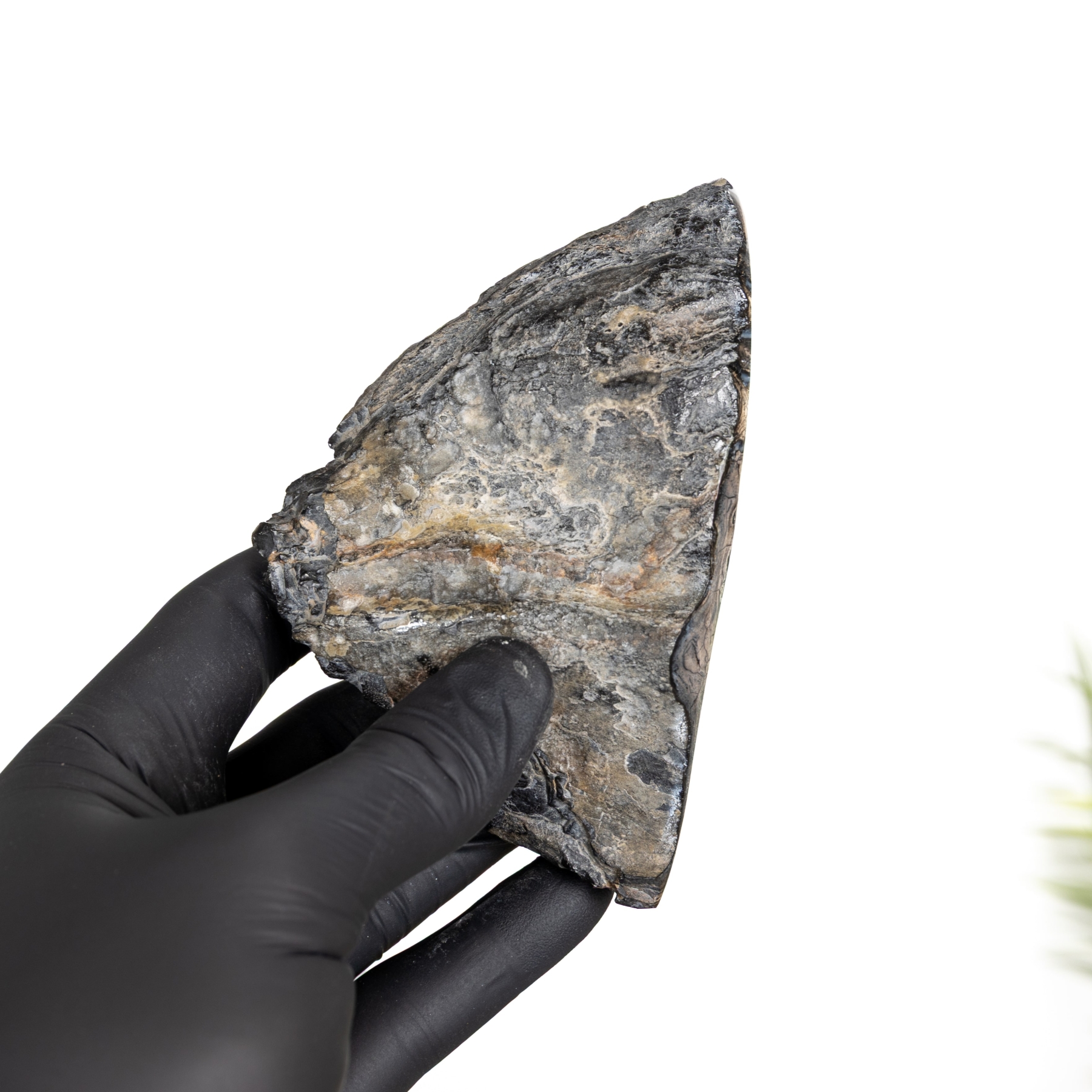Minibeast Polished Woolly Mammoth Fossil (Mammuthus sp)
