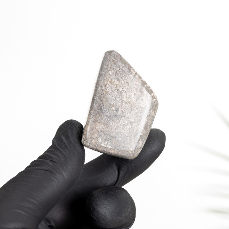 Polished Dinosaur Bone Pebble  (Theropoda sp)
