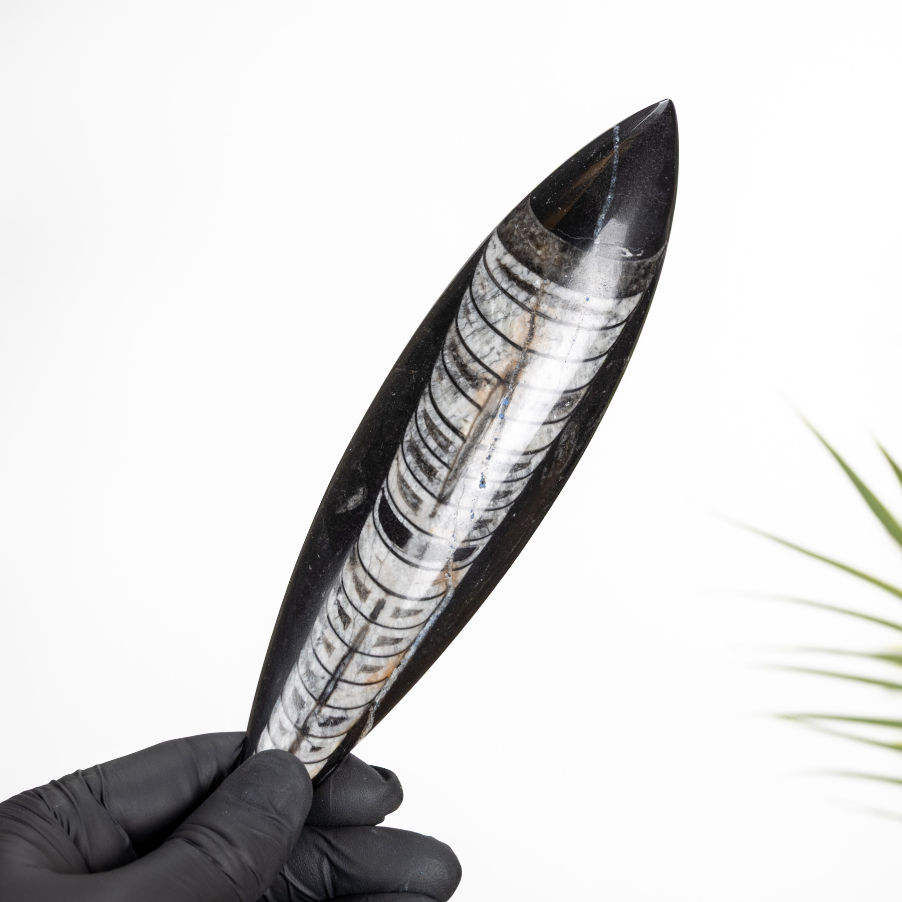 Minibeast 5 Inch Orthoceras Pear Drop Fossil (Orthoceras sp)