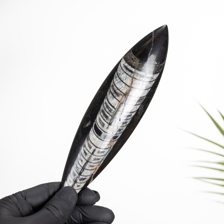 5 Inch Orthoceras Pear Drop Fossil (Orthoceras sp)