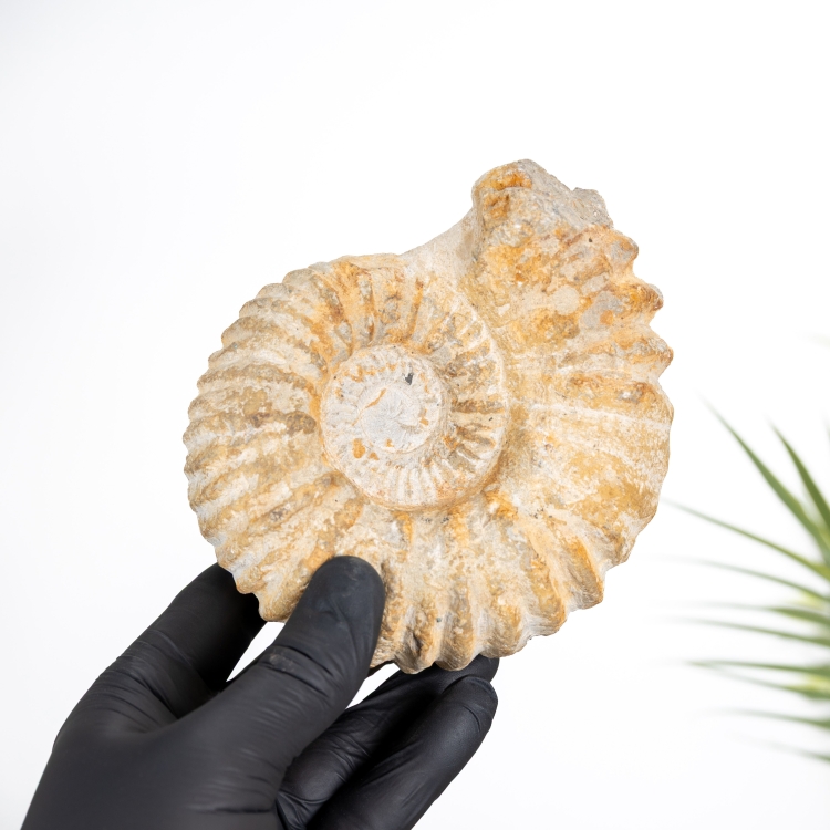 Agadir Ammonite Fossil (Acanthoceras sp)