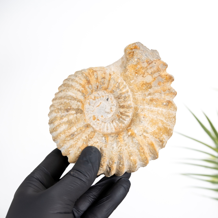 Agadir Ammonite Fossil (Acanthoceras sp)