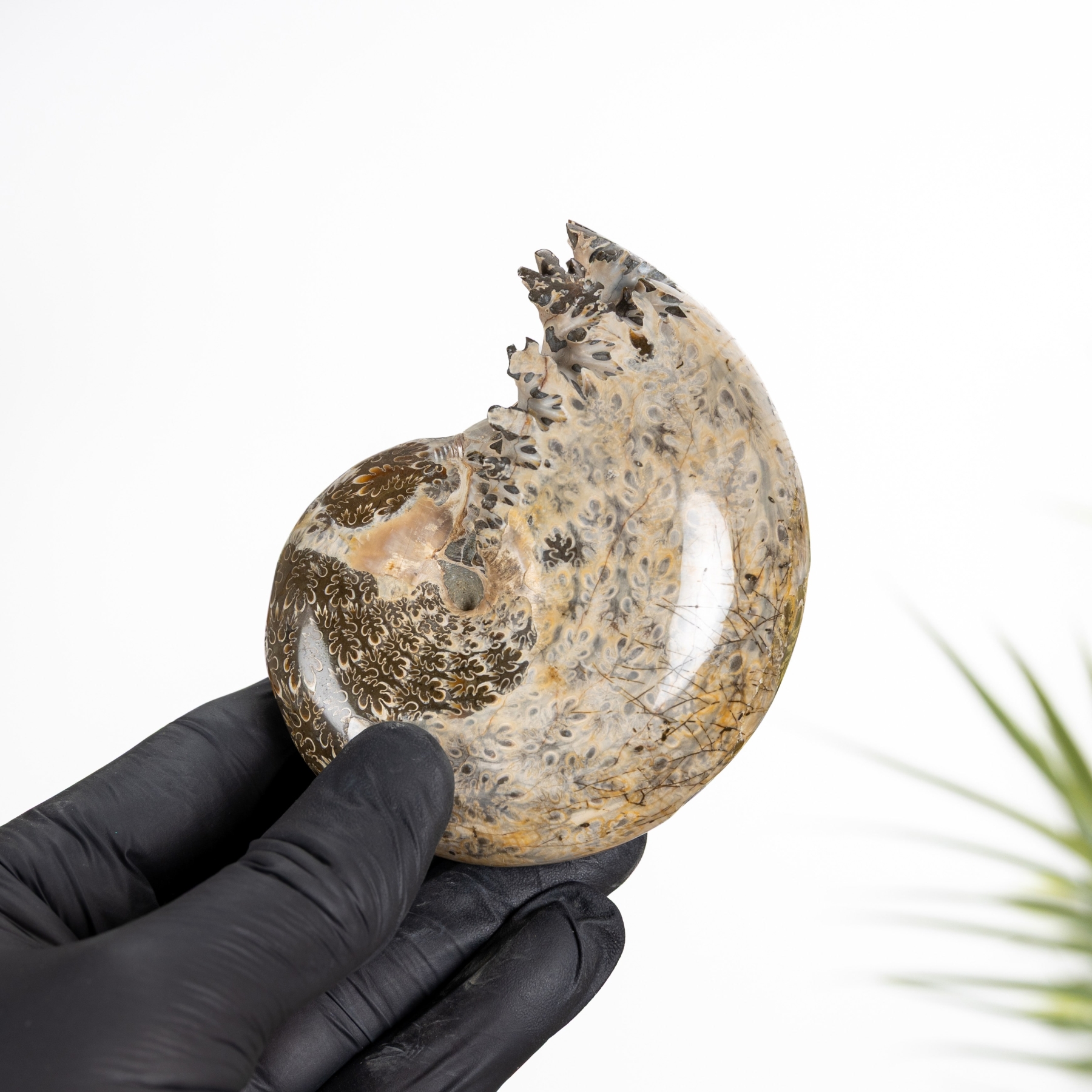 Minibeast Large Polished Phylloceras Ammonite Fossil (Phylloceras sp)