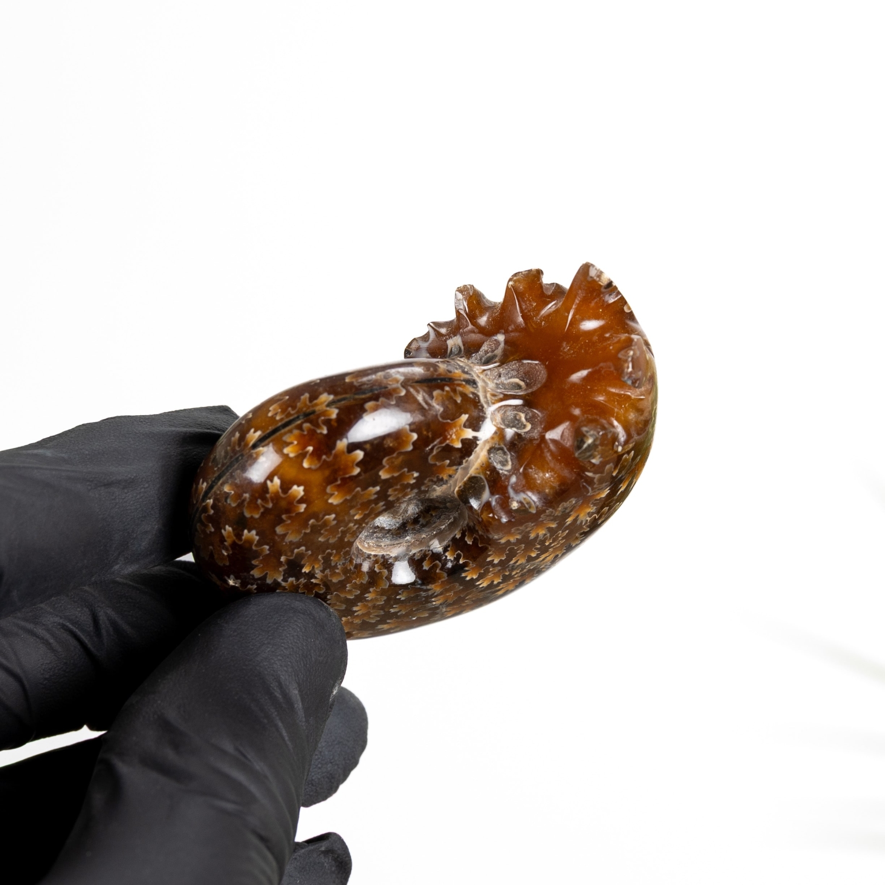 Minibeast Small Polished Phylloceras Ammonite Fossil (Phylloceras sp)