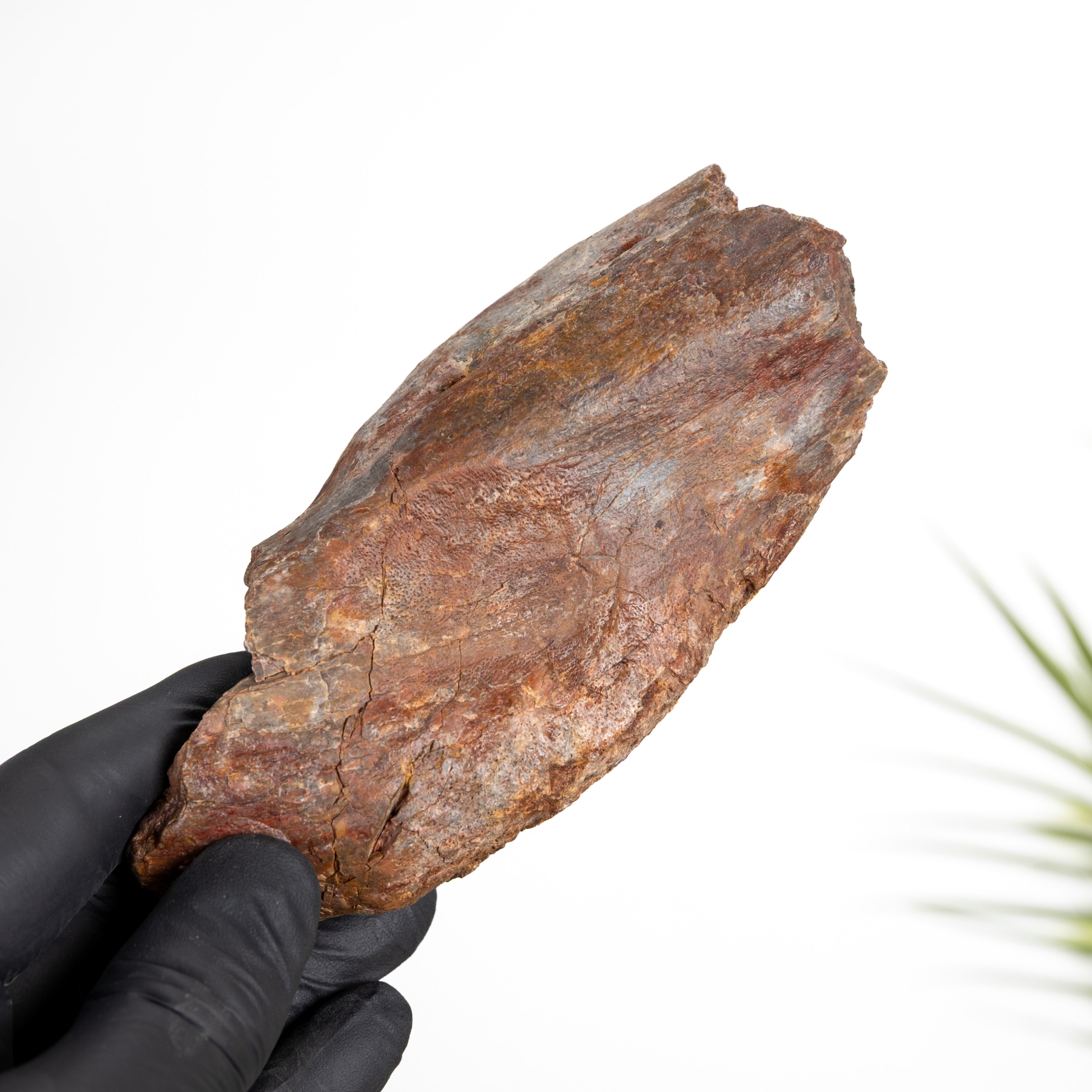 Minibeast Rough Dinosaur Bone Fossil