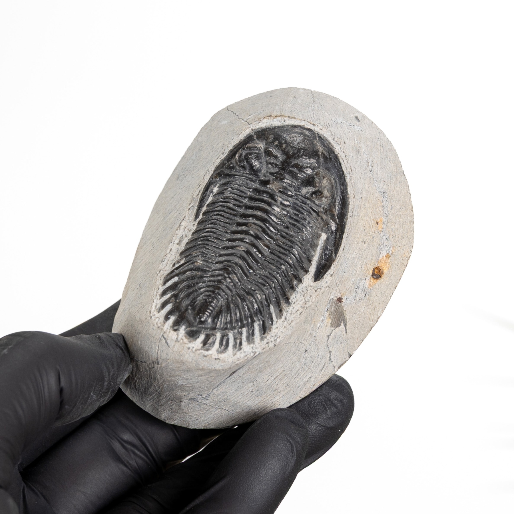 Minibeast Holladrops Trilobite Fossil (Holladrops)