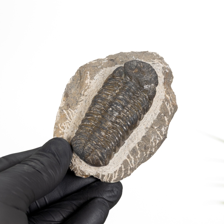 Holladrops Trilobite Fossil (Holladrops)