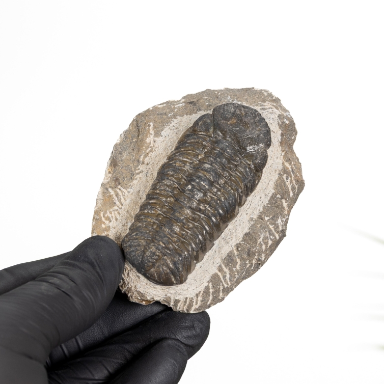 Holladrops Trilobite Fossil (Holladrops)