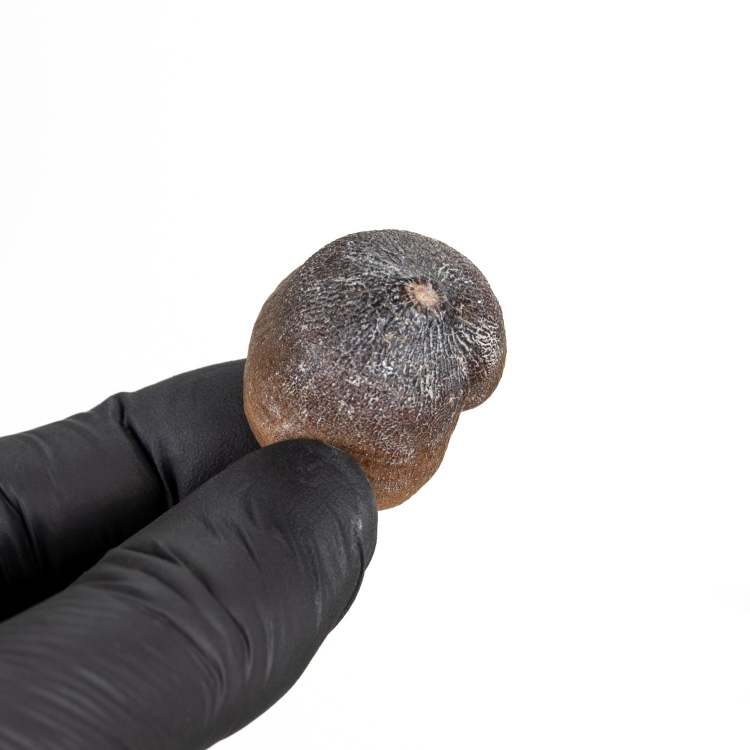 Globidens Mosasaur Tooth Fossil (Igdamanosaurus aegyptiacus)
