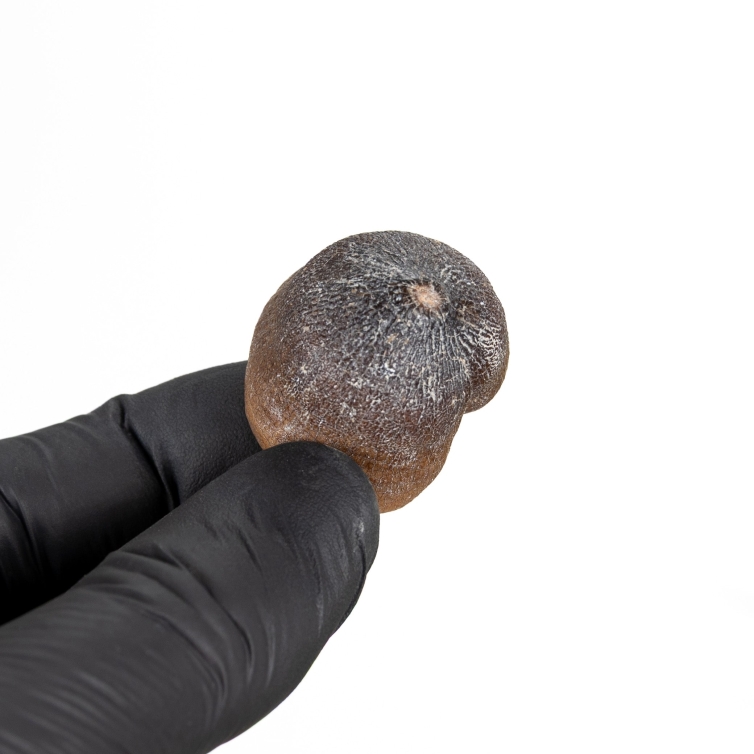 Globidens Mosasaur Tooth Fossil (Igdamanosaurus aegyptiacus)