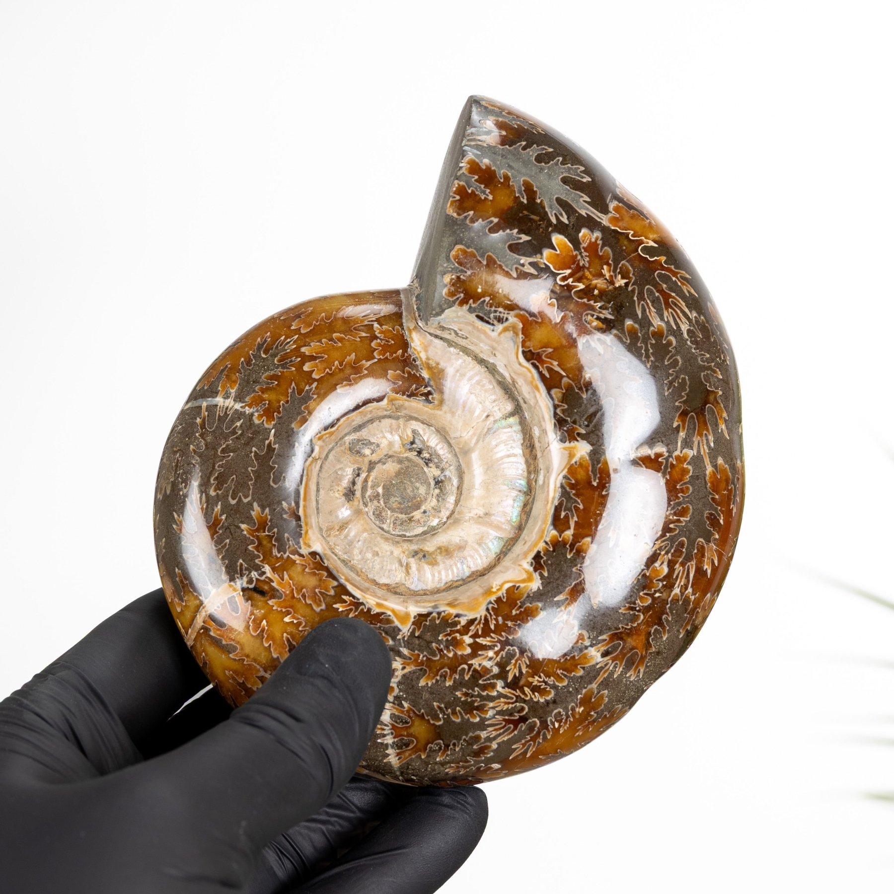 Minibeast Grande Fossile Di Ammonite Suturato (Phylloceras sp)
