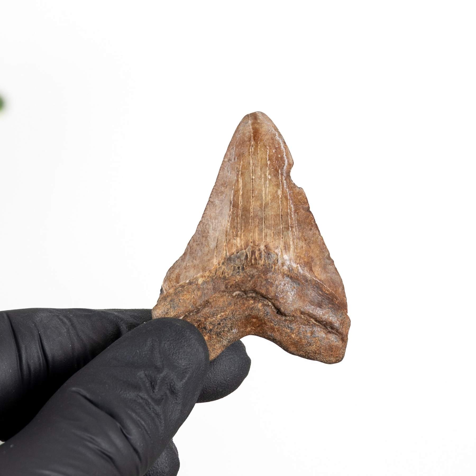 Minibeast 2.17 Inch Megalodon Shark Tooth Fossil (Carcharodon megalodon)