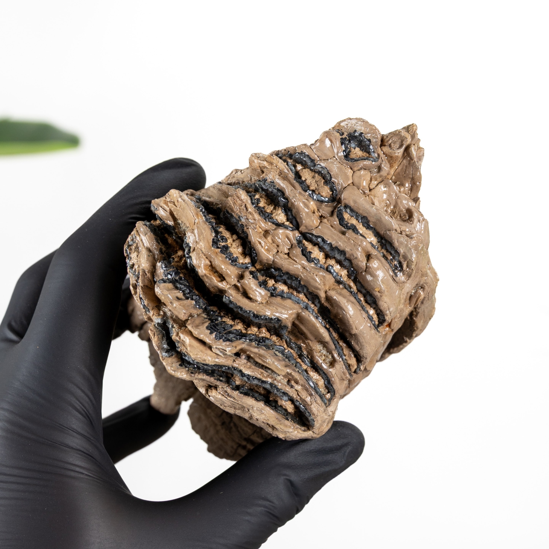 Minibeast 4.68 Inch Partial Woolly Mammoth Tooth (Mammuthus sp)