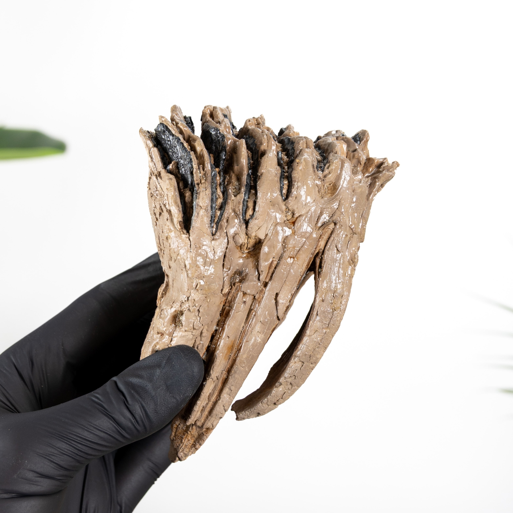 Minibeast 4.68 Inch Partial Woolly Mammoth Tooth (Mammuthus sp)