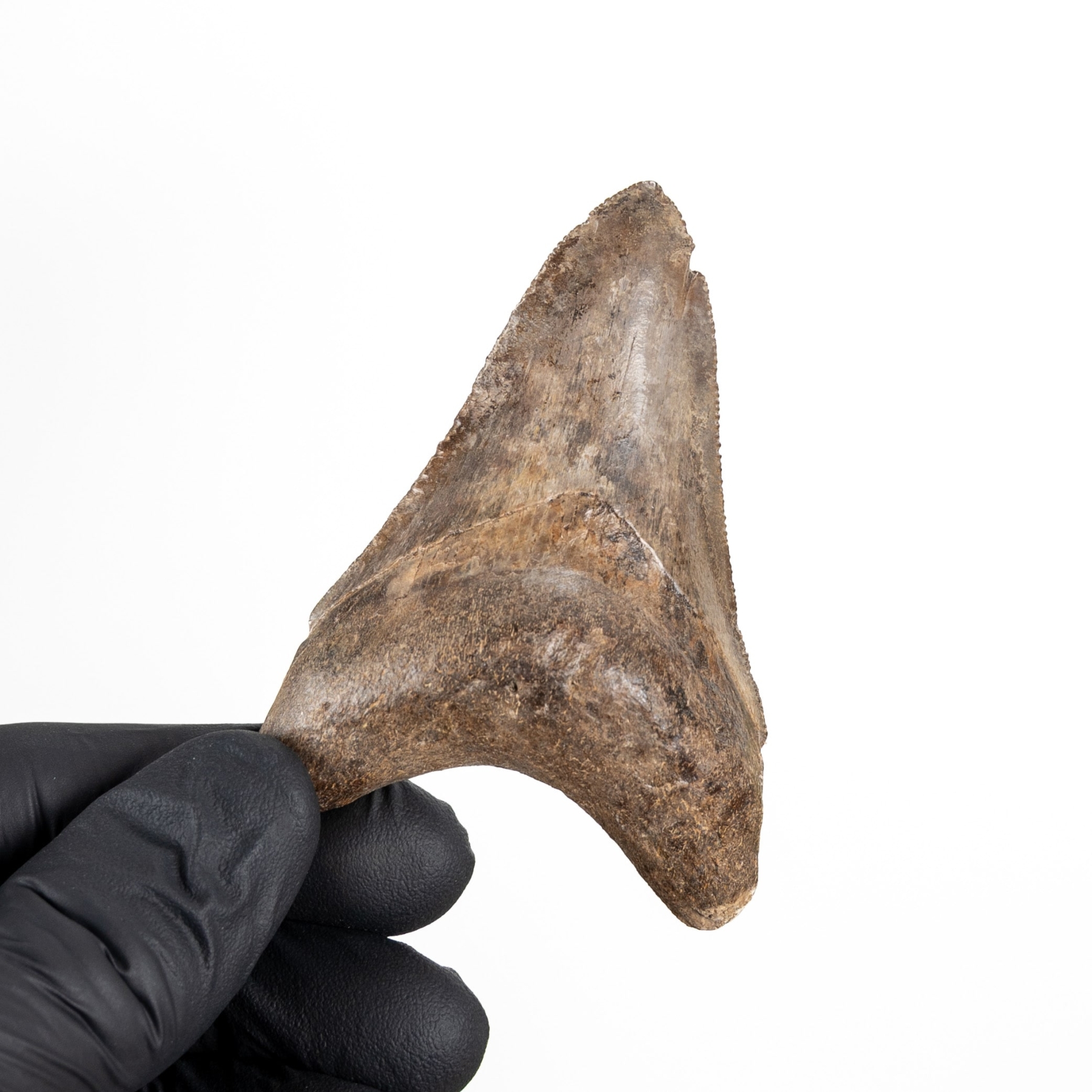 Minibeast 2.93 Inch Megalodon Shark Tooth Fossil (Carcharodon megalodon)