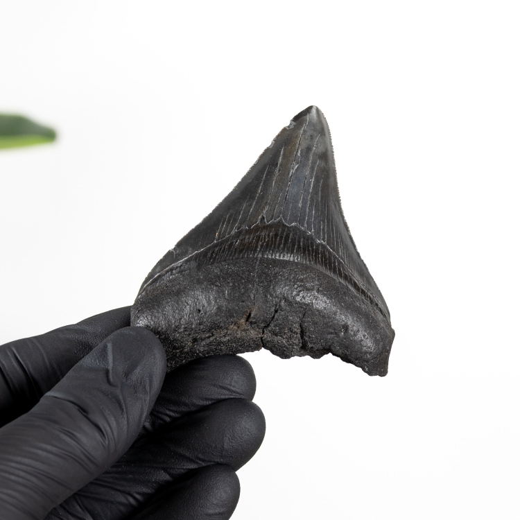 3.3 Inch Megalodon Shark Tooth Fossil (Carcharodon megalodon)