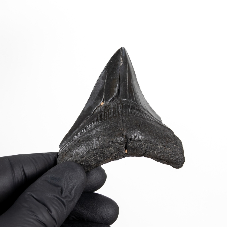 3.3 Inch Megalodon Shark Tooth Fossi (Carcharodon megalodon)