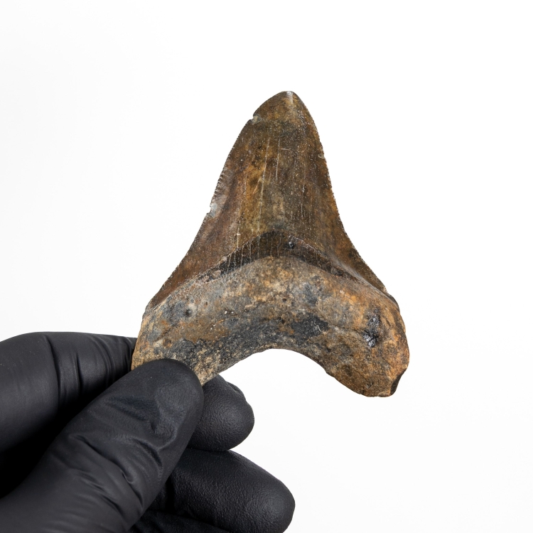 2.73 Inch Megalodon Shark Tooth Fossil (Carcharodon megalodon)