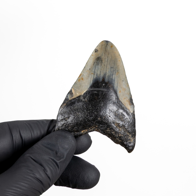 B Grade 2.62 Inch Megalodon Shark Tooth Fossil (Carcharodon megalodon)