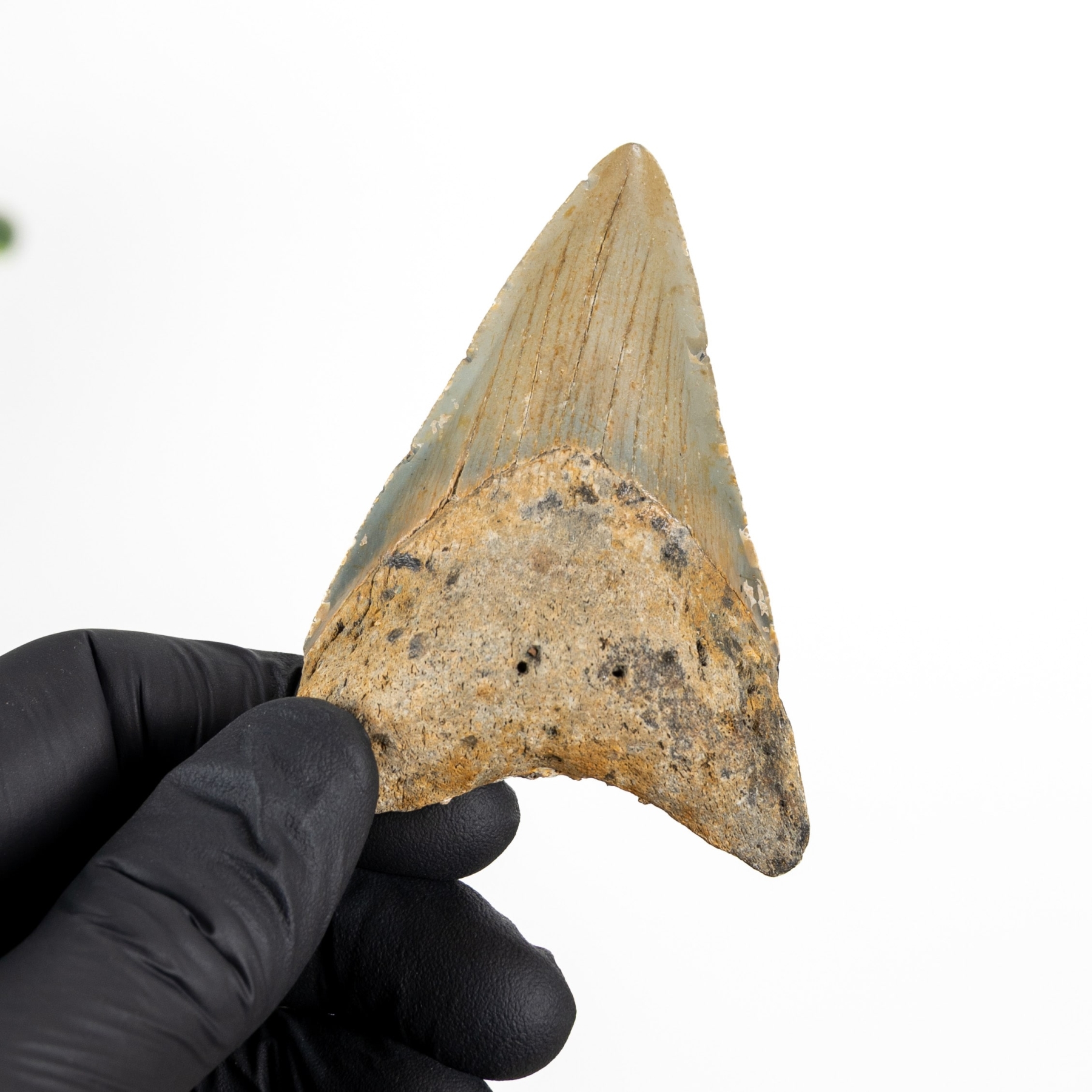 Minibeast 3.12 inch Megalodon Shark Tooth Fossil (Carcharodon megalodon)