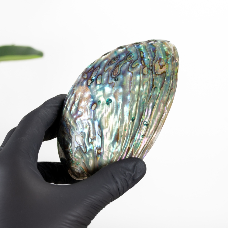 Rainbow Abalone Shell (Haliotis pulcherrima)