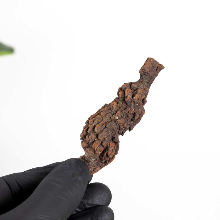 3 Inch Fossilised Dinosaur Poo (Coprolite)