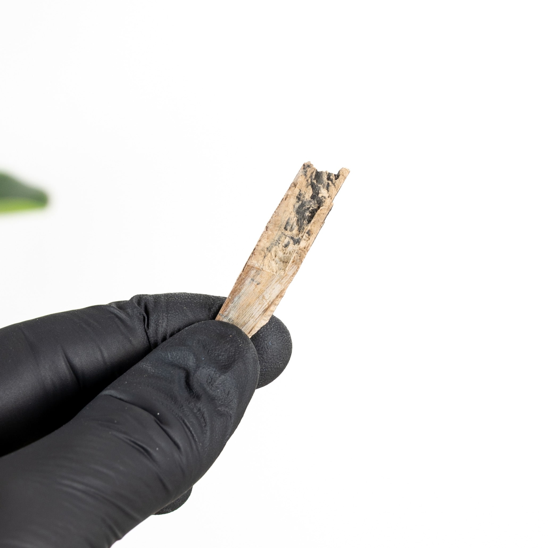 Minibeast Siberian Mammoth Tusk Fragment (Mammuthus primigenius)