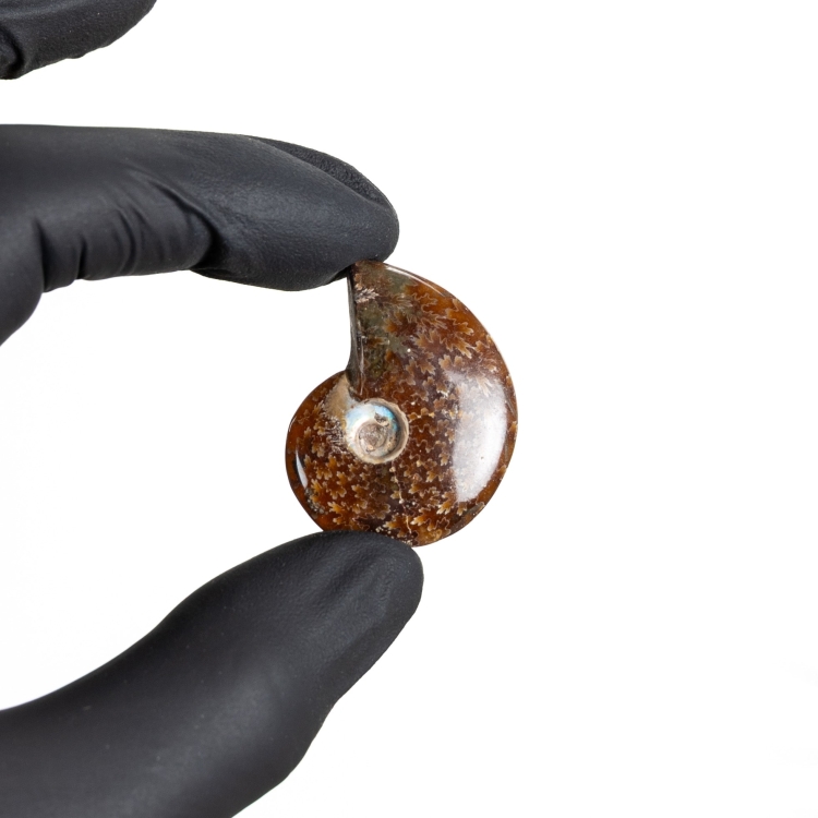 XS Whole Polished Ammonite Fossil (Phylloceras sp)