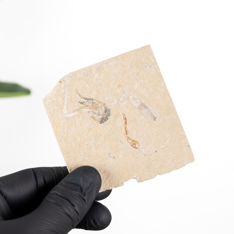 3.84 Inch Fossile De Crevette Sur Matrice (Carpopenaeus sp)