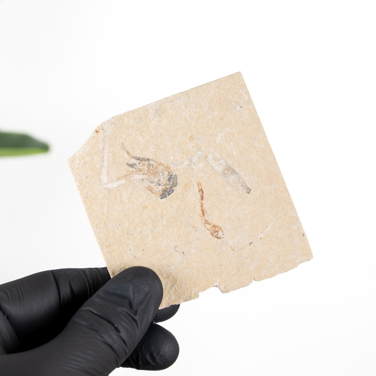 3.84 Inch Shrimp Fossil on Matrix (Carpopenaeus sp)